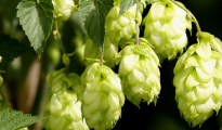 hoa houblon