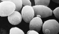 saccharomyces-cerevisiae-lallemand-2