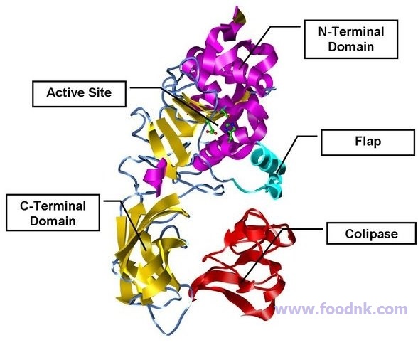 Trong nguyên liệu thủy sản có chứa nhiều loại enzyme nhưng chủ yếu nhất là chia thành hai loại đó là hệ enzyme thủy phân và enzyme oxi hóa