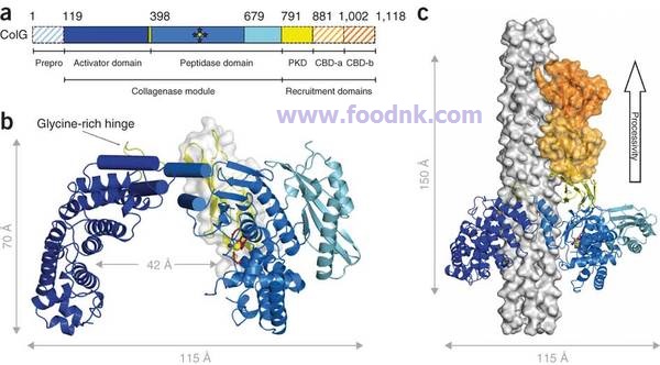 Trong nguyên liệu thủy sản có chứa nhiều loại enzyme nhưng chủ yếu nhất là chia thành hai loại đó là hệ enzyme thủy phân và enzyme oxi hóa