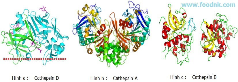 Trong nguyên liệu thủy sản có chứa nhiều loại enzyme nhưng chủ yếu nhất là chia thành hai loại đó là hệ enzyme thủy phân và enzyme oxi hóa