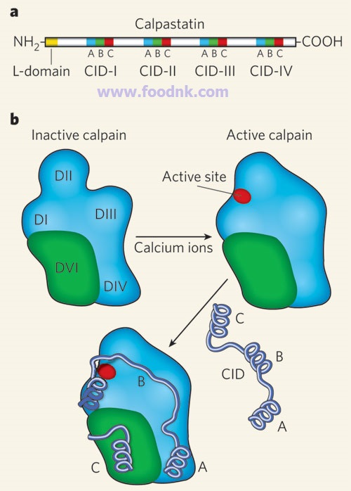 Trong nguyên liệu thủy sản có chứa nhiều loại enzyme nhưng chủ yếu nhất là chia thành hai loại đó là hệ enzyme thủy phân và enzyme oxi hóa