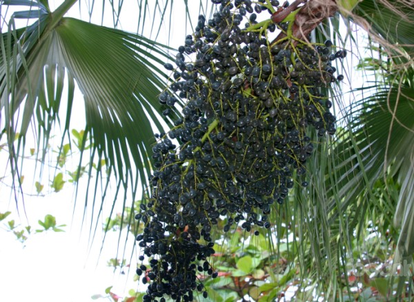 Tìm hiểu về quả acai berry