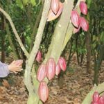 cacao