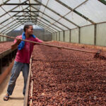 hieu-nhanh-quy-trinh-che-bien-hat-ca-cao-thanh-chocolate-1-min