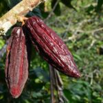 hieu-nhanh-quy-trinh-che-bien-hat-ca-cao-thanh-chocolate-3-min