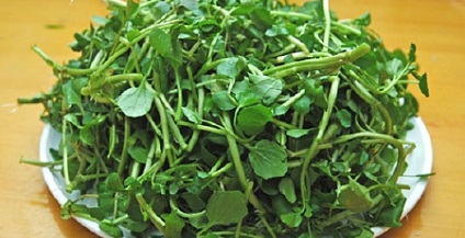 Rau cải xoong là một trong những thực phẩm chống ung thư tốt nhất của tự nhiên, nó có vị cay đặc biệt - thành phần hữu hiệu Phenethyl