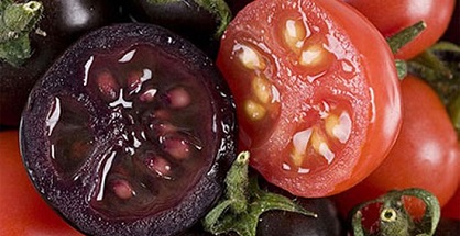 Nhờ kỹ thuật biến đổi gene, các nhà khoa học đã tạo ra cà chua màu tím, loại quả ngon hơn cà chua thường và mang đến nhiều lợi ích đối
