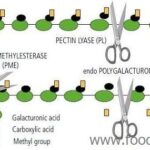 phu-gia-pectin-protopectin-enzyme-pectinase-va-ung-dung-2-min