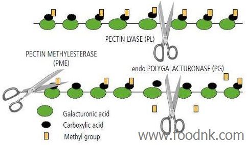 Phụ gia Pectine, Protopectin, Enzyme pectinase là những khái niệm thường gặp trong công nghệ thực phẩm. Bài viết này, chúng ta sẽ tìm hiểu