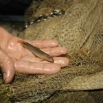 san ca la song nam kim