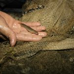 san-ca-la-tren-dong-nam-kim