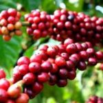 vietnam-coffee