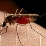 mosquito