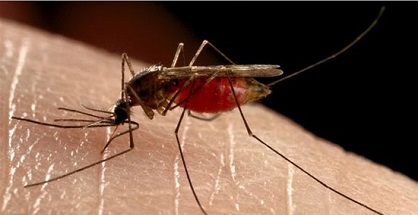 Biến đổi gene để muỗi không ngửi được mùi người