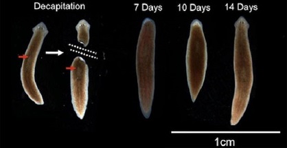 Loài sâu mọc lại đầu sau khi đứt với bộ não nguyên vẹn