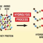 cac-phuong-phap-thuy-phan-protein-trong-cong-nghe-thuc-pham-hydrolyzed-protein-min