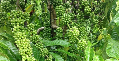 Chọn 21 giống cà phê năng suất cao, kháng sâu bệnh