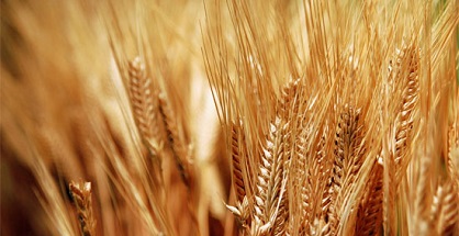 Phát hiện trồng và chăm sóc lúa mỳ bằng tia laser