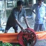 luon lot bat