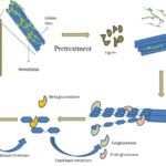 tim-hieu-ve-enzyme-thuy-phan-trong-cong-nghe-thuc-pham-1-min