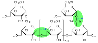 Enzyme là một chất xúc tác sinh học có bản chất là protein, có khả năng tham gia các phản ứng hoá học trong và ngoài cơ thể. Enzyme thủy phân