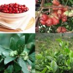 tim-hieu-ve-phu-gia-bao-quan-acid-benzoic-min