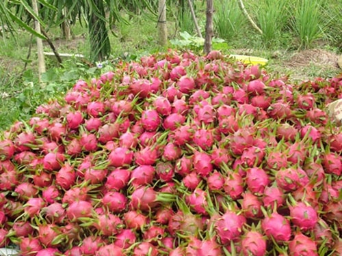 Bà con ở huyện Chợ Gạo (Tiền Giang) phấn khởi chia sẻ, năm nay thanh long được giá, lợi nhuận thu về cao hơn nhiều so với mọi năm.