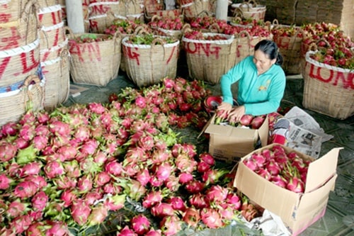 Bà con ở huyện Chợ Gạo (Tiền Giang) phấn khởi chia sẻ, năm nay thanh long được giá, lợi nhuận thu về cao hơn nhiều so với mọi năm.