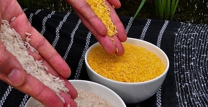 Giống gạo mới bổ sung dinh dưỡng cho trẻ em nghèo