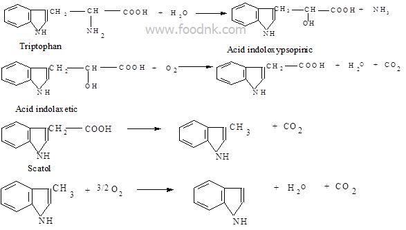 Phản ứng thủy phân protein là cơ sở kỹ thuật của nhiều quá trình chế biến thực phẩm. Sản phẩm của sự biến đổi là acid amine. Xúc tác: enzyme