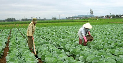 Phân biệt rau an toàn và rau hữu cơ