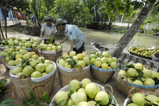 Còn 2 tháng nữa mới đến Tết, nhưng tại vựa trái cây miền Tây, thương lái và nhà vườn đã chốt đơn hàng. Các loại trái cây chủ lực của chợ Tết