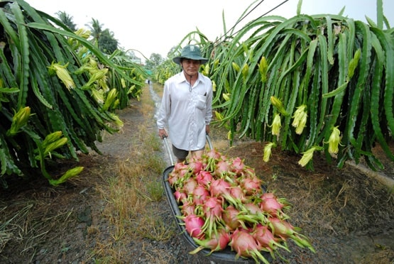 Còn 2 tháng nữa mới đến Tết, nhưng tại vựa trái cây miền Tây, thương lái và nhà vườn đã chốt đơn hàng. Các loại trái cây chủ lực của chợ Tết