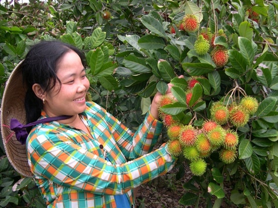 Còn 2 tháng nữa mới đến Tết, nhưng tại vựa trái cây miền Tây, thương lái và nhà vườn đã chốt đơn hàng. Các loại trái cây chủ lực của chợ Tết