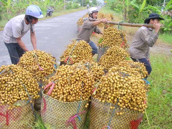 Còn 2 tháng nữa mới đến Tết, nhưng tại vựa trái cây miền Tây, thương lái và nhà vườn đã chốt đơn hàng. Các loại trái cây chủ lực của chợ Tết