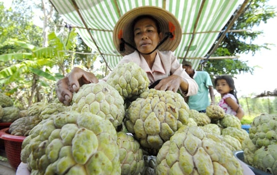 Còn 2 tháng nữa mới đến Tết, nhưng tại vựa trái cây miền Tây, thương lái và nhà vườn đã chốt đơn hàng. Các loại trái cây chủ lực của chợ Tết