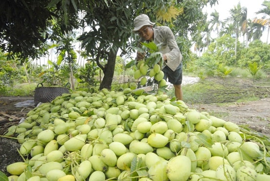 Còn 2 tháng nữa mới đến Tết, nhưng tại vựa trái cây miền Tây, thương lái và nhà vườn đã chốt đơn hàng. Các loại trái cây chủ lực của chợ Tết