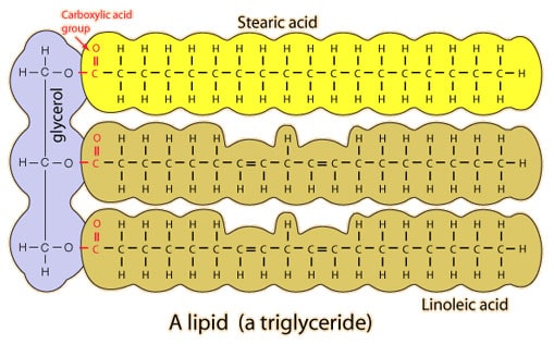 Lipid hay chất béo là một thành phần quan trọng trong khẩu phần ăn và trong sản phẩm thực phẩm. Những hiểu biết về việc biến chất của nó