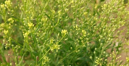 Cây Camelina mọc ra dầu cá Omega-3