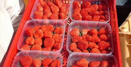 Thu hoạch dâu Tây quanh năm nhờ công nghệ mới