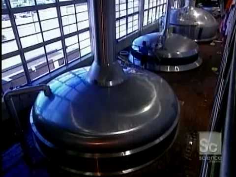 Bia được sản xuất trong nhà máy như thế nào?