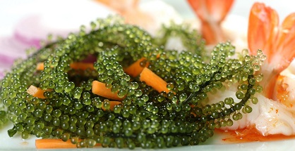 Hiện tảo biển đã được vinh danh là siêu thực phẩm mới. Không những thế, hương vị của nó còn hơn nhiều loại rau quả xanh khác.