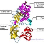 Enzyme Lipase