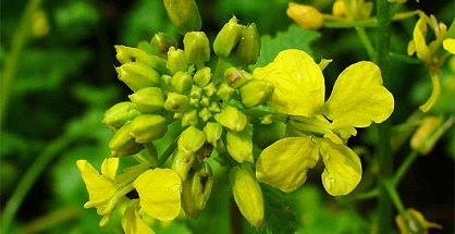 Cây mù tạc có thể hạn chế tác hại của vũ khí hóa học