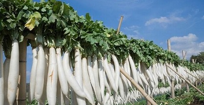 VinaOrganic chuyển giao công nghệ sản xuất Củ cải muối chua ngọt