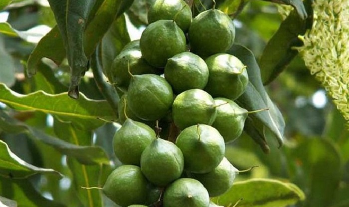 Cận cảnh cây mắc ca ‘tỷ đô’ của Việt Nam