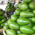 Vì sao một số nông dân Tây Nguyên khốn khổ vì cây bơ