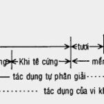 nhung-bien-doi-cua-dong-vat-thuy-san-sau-khi-chet-min