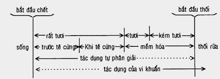 Động vật thủy sản sau khi chết đều xảy ra các quá trình biến đổi từng giai đoạn trong cơ thịt và toàn bộ cơ thể. Các enzyme và vi sinh vật